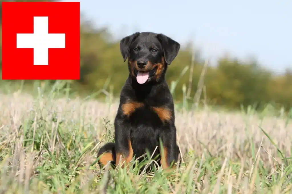 Beauceron Züchter mit Welpen Schweiz