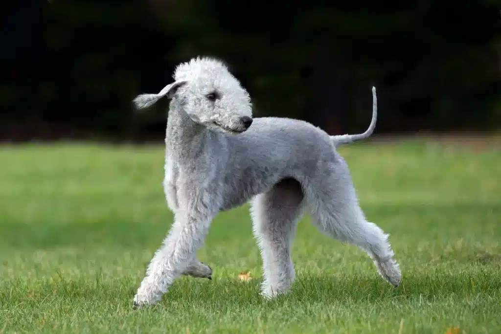 Bedlington Terrier Züchter mit Welpen Schleswig-Holstein