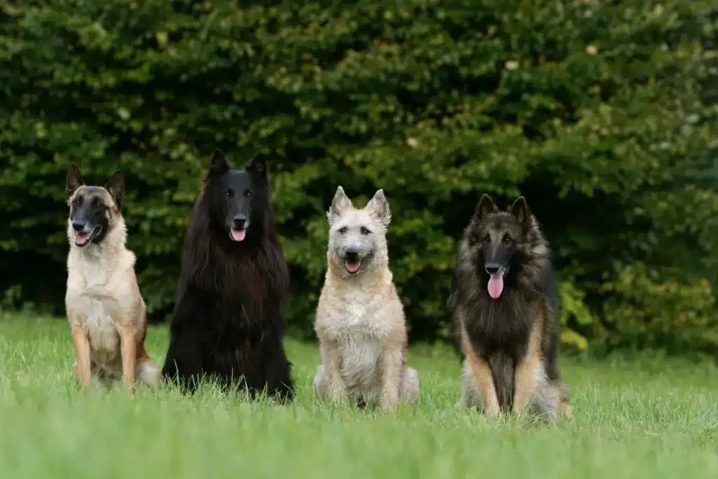 Belgischer Schäferhund Züchter mit Welpen Deutschland