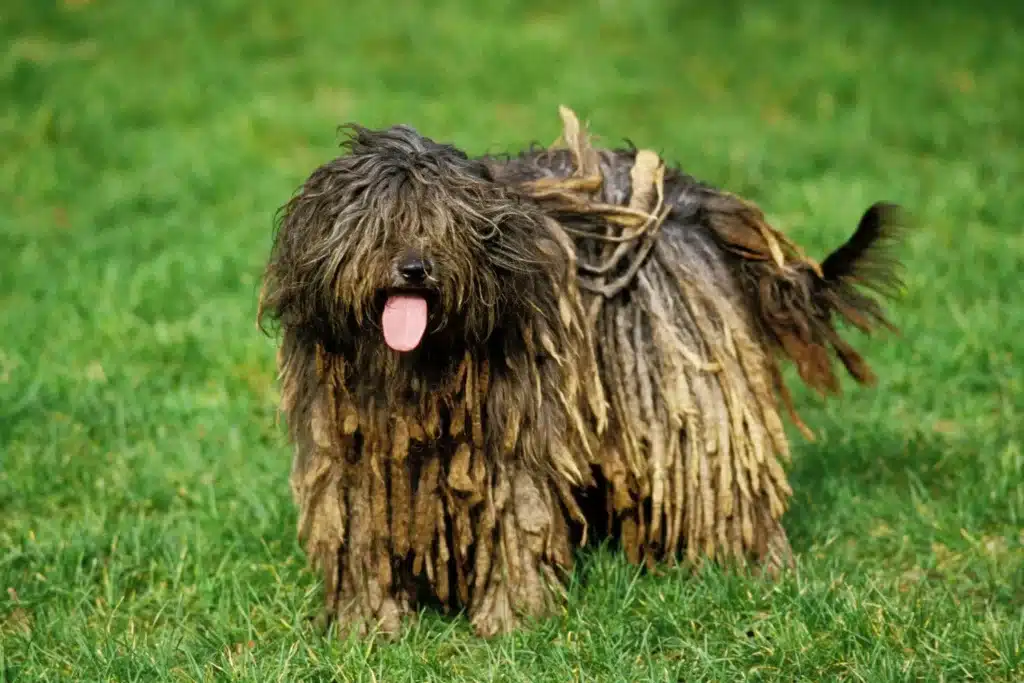 Bergamasker Hirtenhund Züchter mit Welpen Bremen