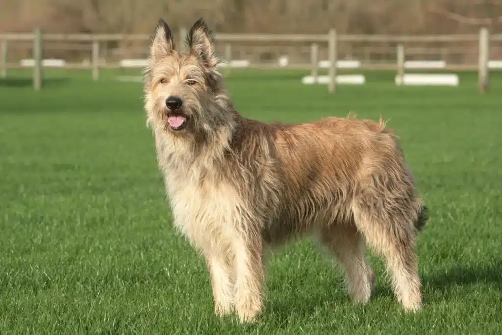 Berger de Picardie Züchter mit Welpen Saarland