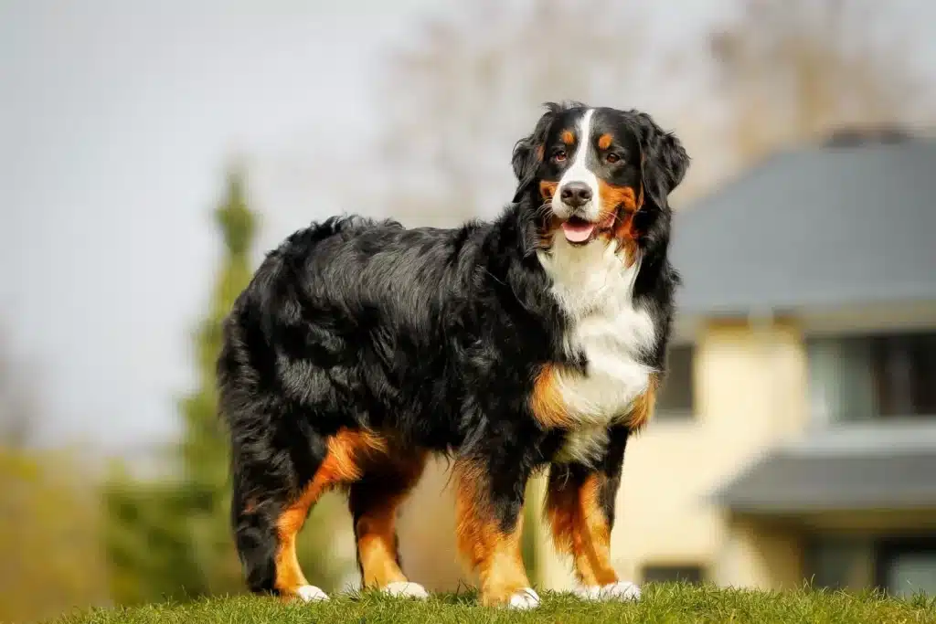 Berner Sennenhund Züchter mit Welpen Schleswig-Holstein