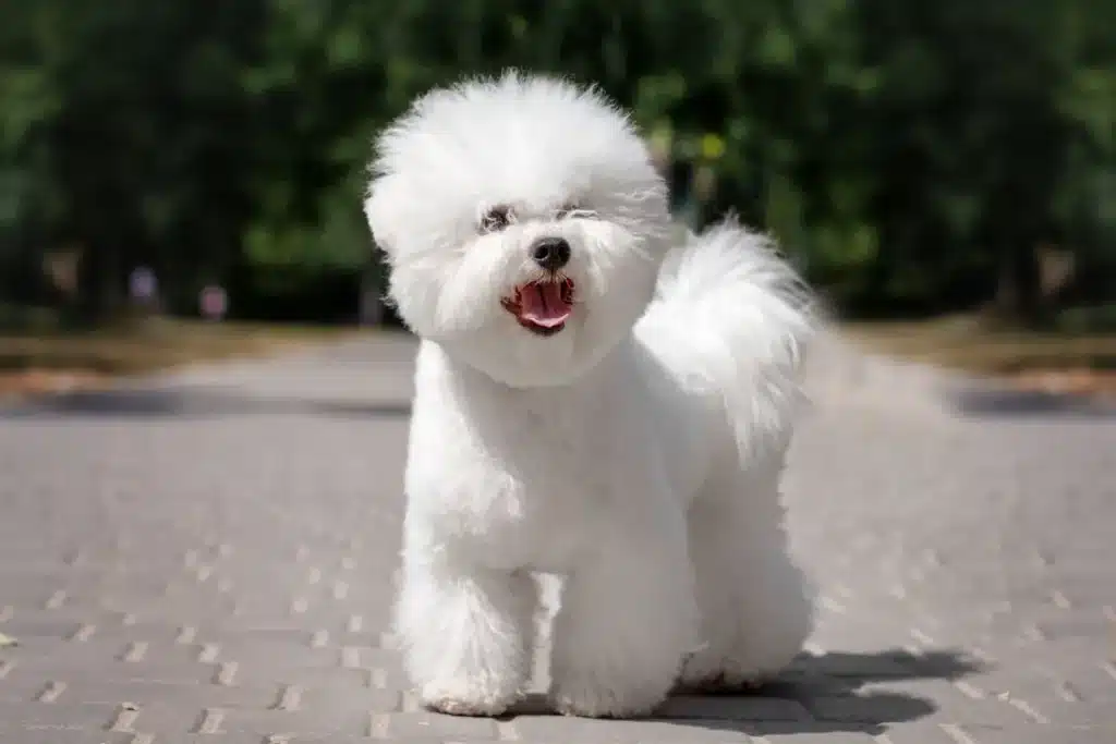 Bichon Frisé Züchter mit Welpen Berlin