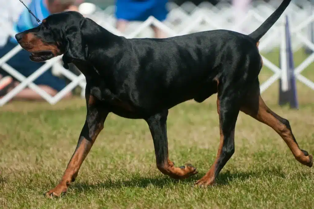 Black and Tan Coonhound Züchter mit Welpen Bremen