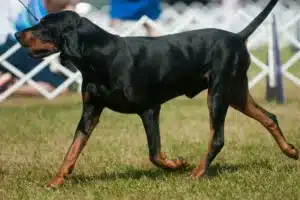 Read more about the article Black and Tan Coonhound Züchter