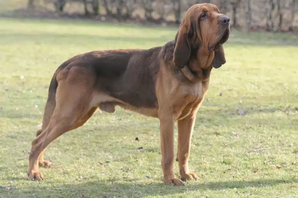 Bloodhound Züchter