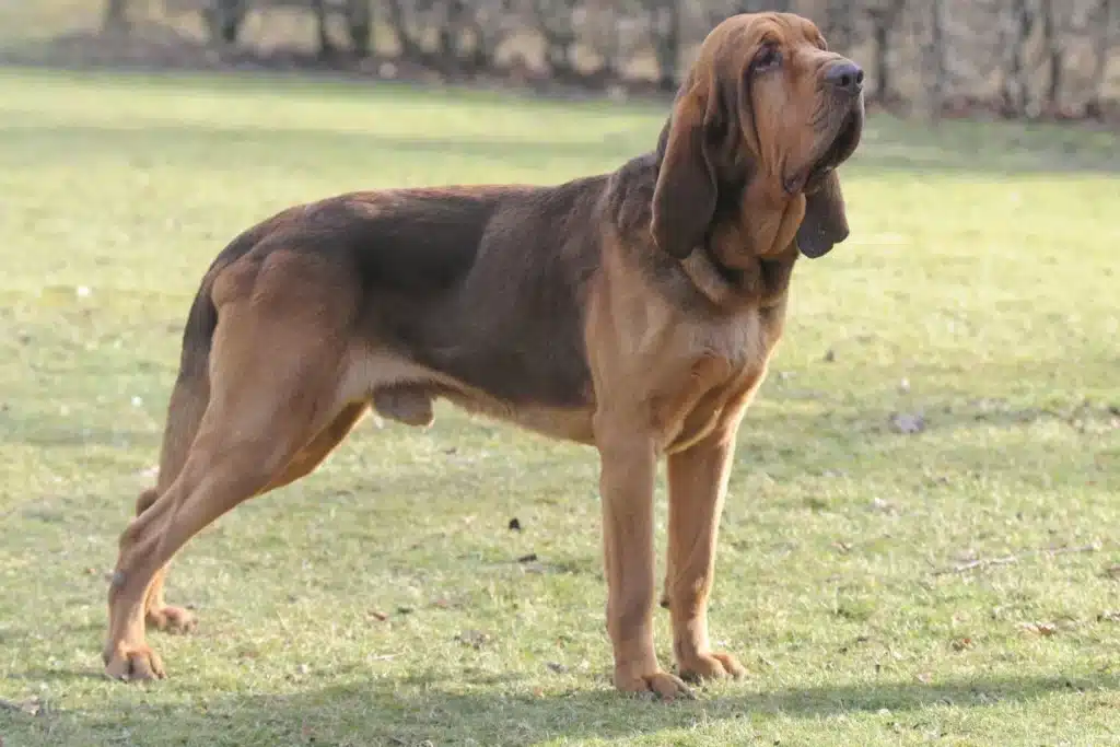 Bloodhound Züchter mit Welpen Mecklenburg-Vorpommern