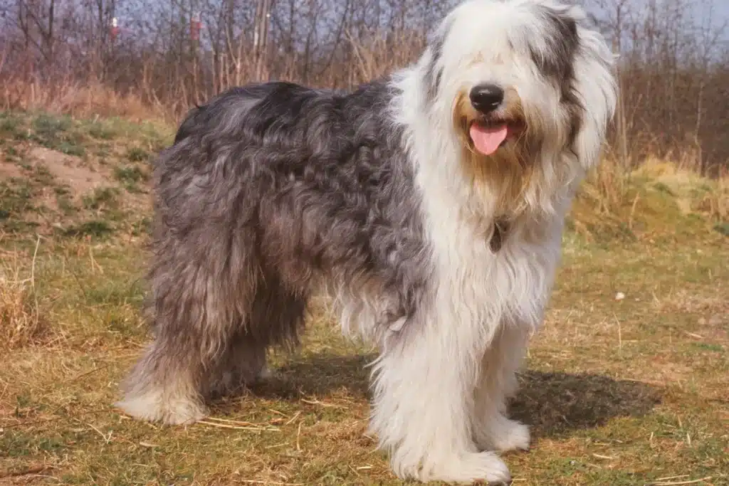 Bobtail Züchter mit Welpen Schweiz