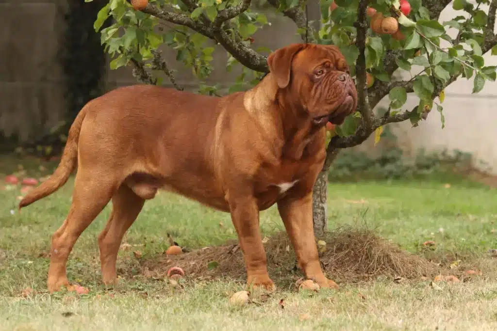 Bordeauxdogge Züchter mit Welpen Österreich