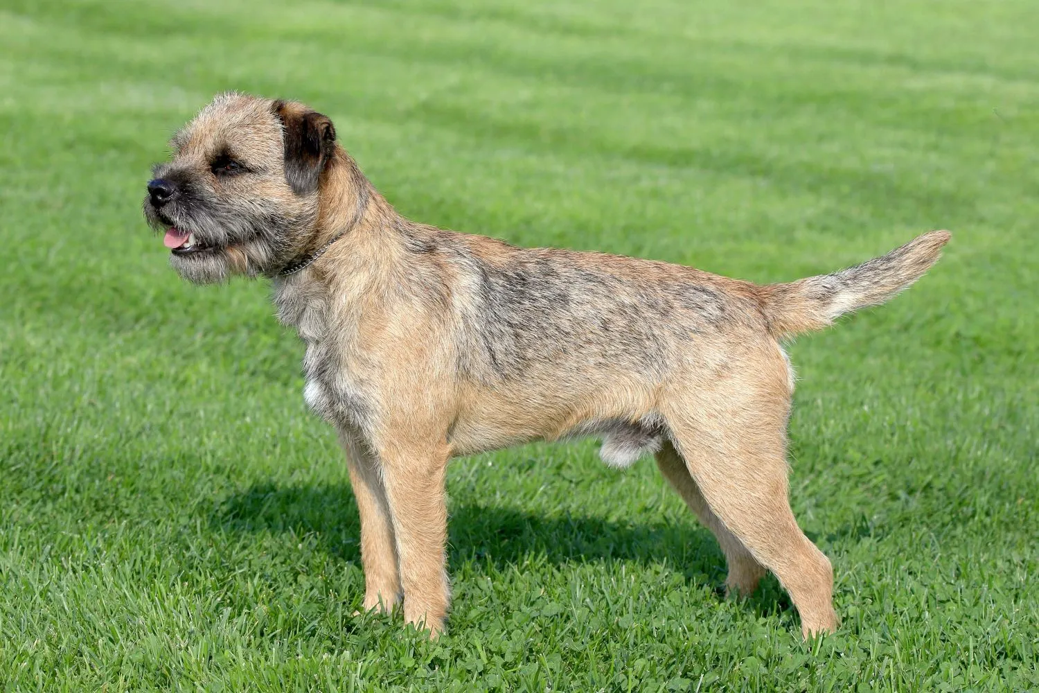 Border Terrier Züchter mit Welpen Schweiz