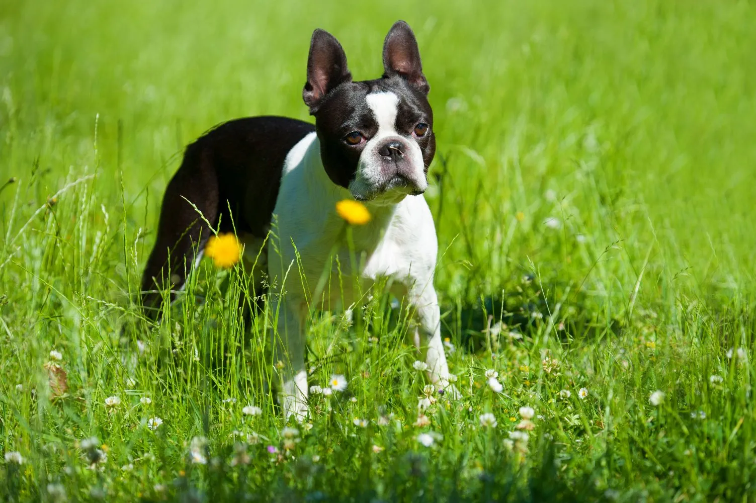 Boston Terrier Züchter mit Welpen Berlin