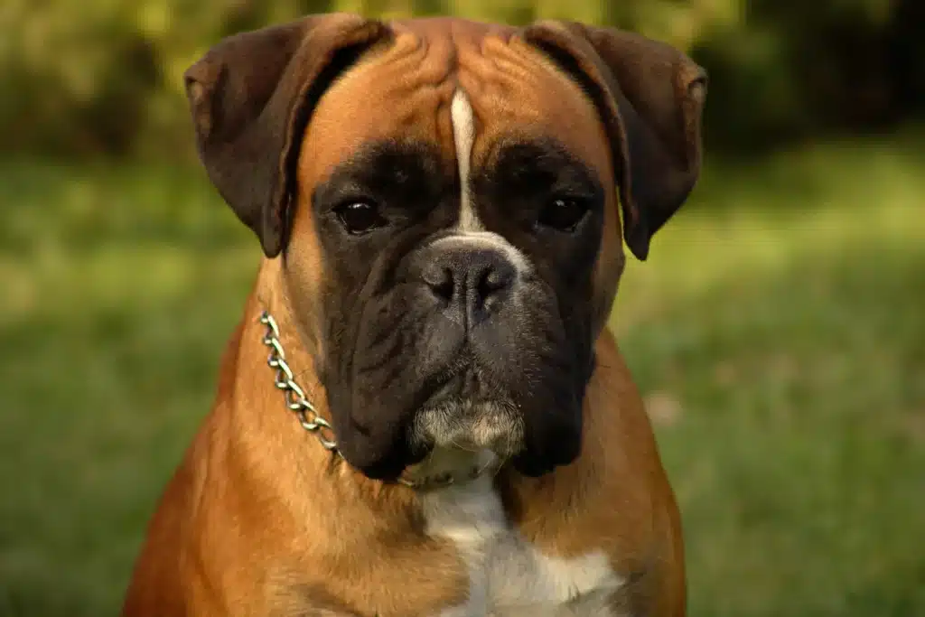 Boxer Züchter mit Welpen Rheinland-Pfalz