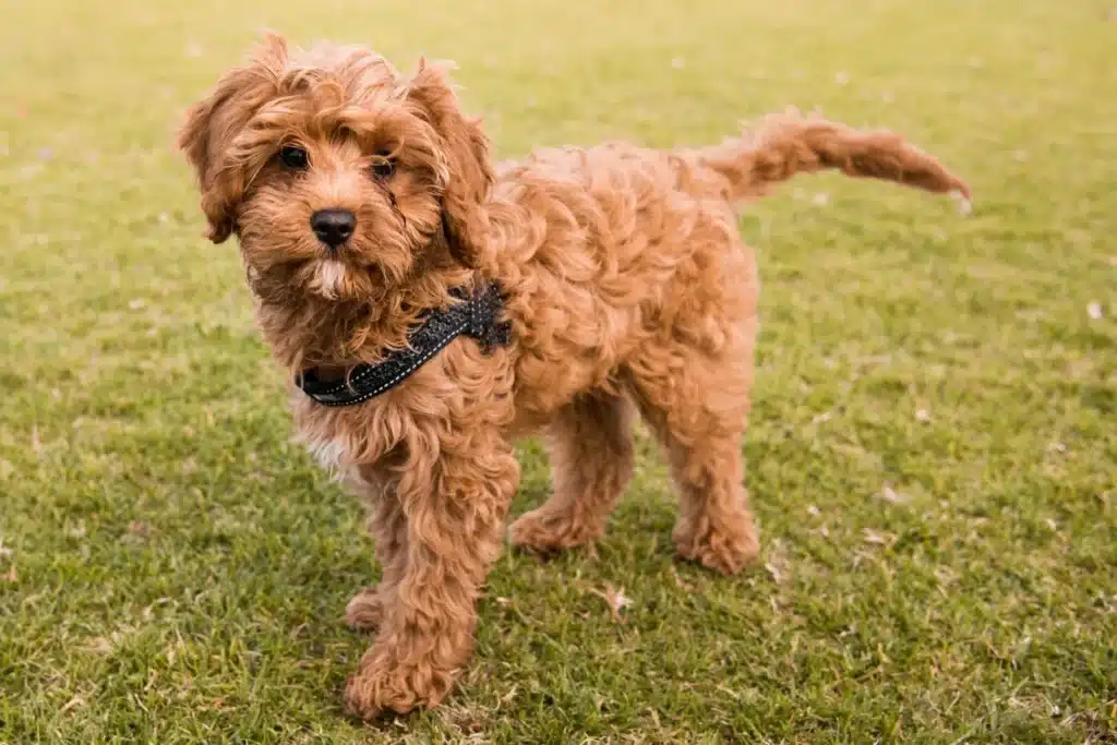 Cavoodle Züchter mit Welpen Hessen