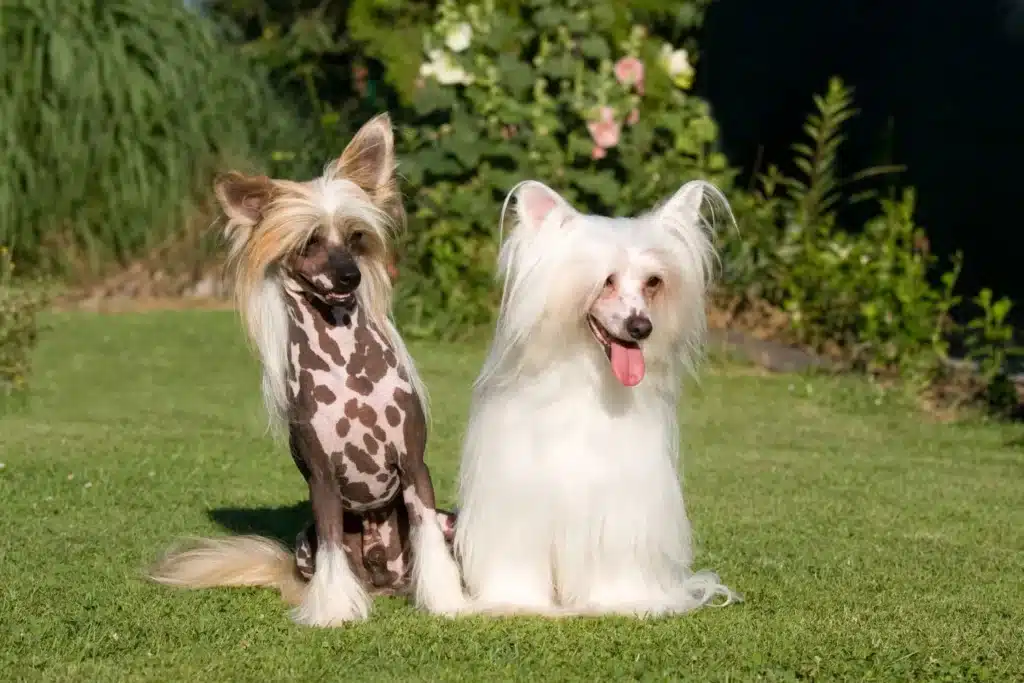 Chinese Crested Dog Züchter mit Welpen Schweiz