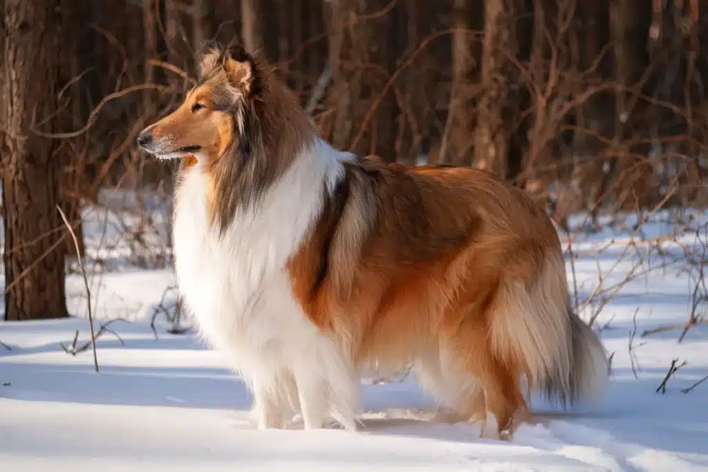 Collie Züchter mit Welpen Schweiz