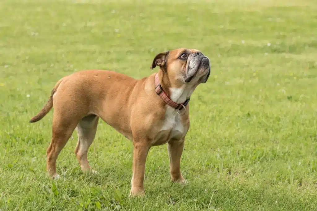 Continental Bulldog Züchter mit Welpen Saarland