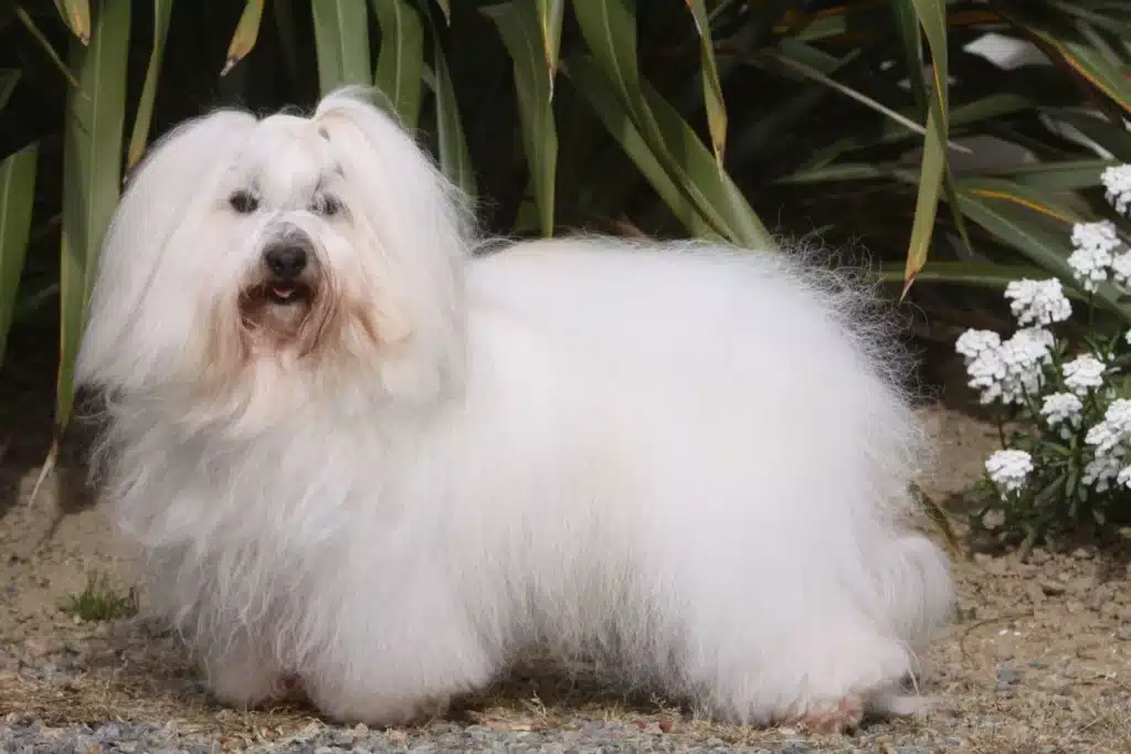 Coton de Tuléar Züchter mit Welpen Schweiz