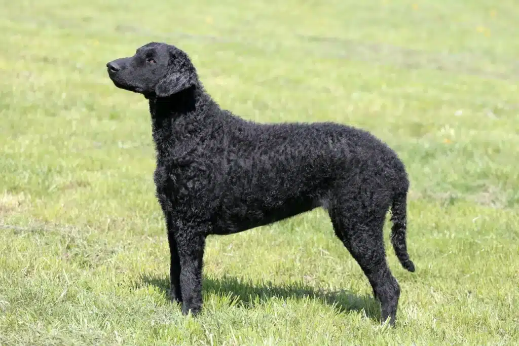 Curly Coated Retriever Züchter mit Welpen Schweiz