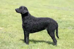 Read more about the article Curly Coated Retriever Züchter