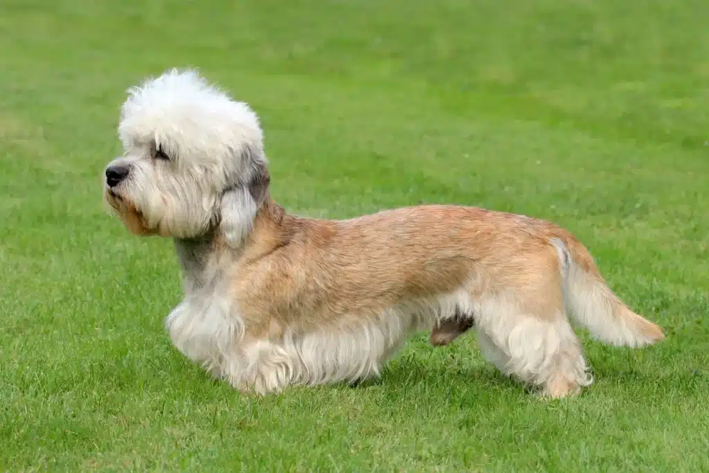 Dandie Dinmont Terrier Züchter mit Welpen Bremen