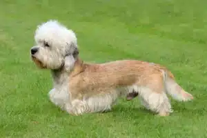 Read more about the article Dandie Dinmont Terrier Züchter