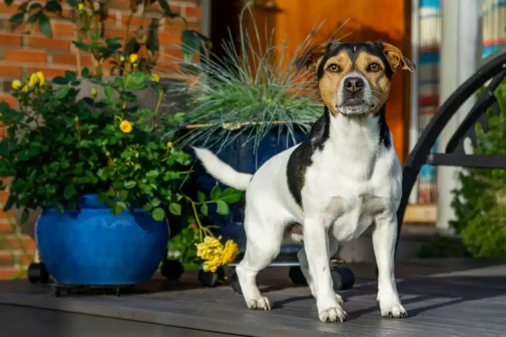 Danish-Swedish Farmdog Züchter mit Welpen Sachsen-Anhalt