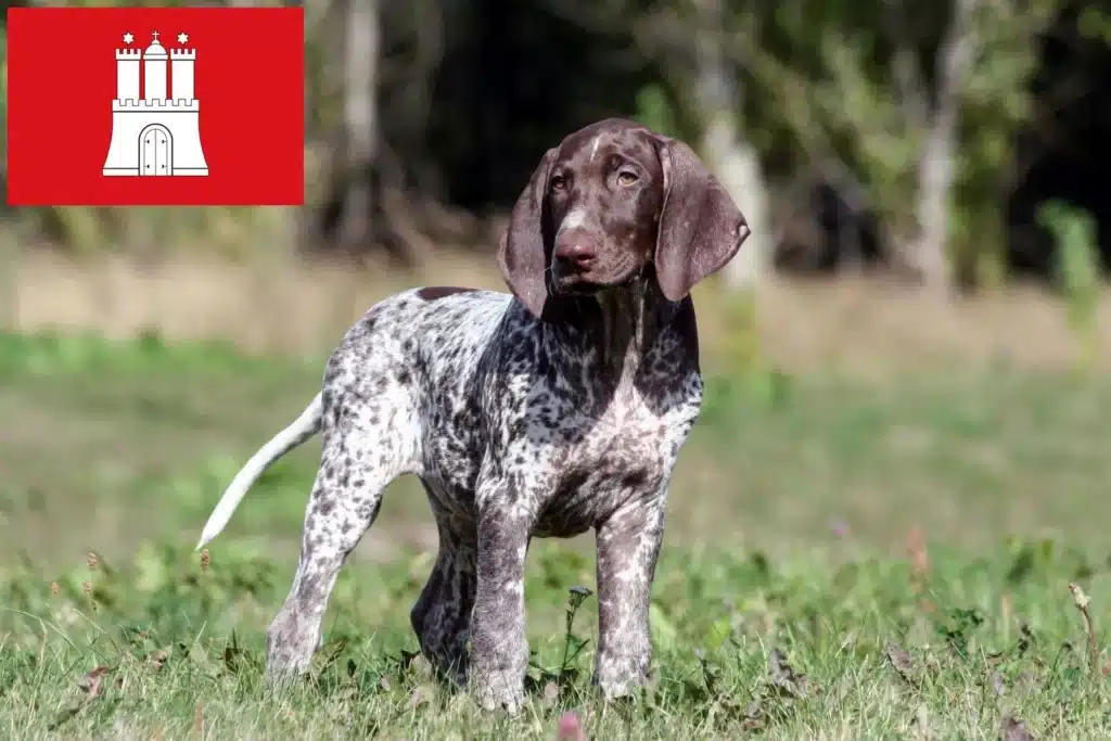 Deutsch Kurzhaar Züchter und Welpen in Hamburg Dog.de
