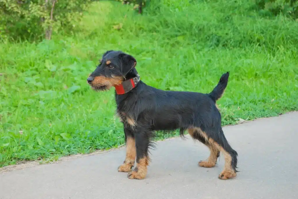 Deutscher Jagdterrier Züchter mit Welpen Bayern