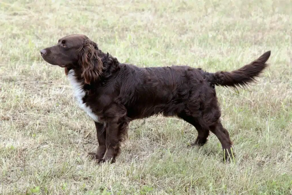 Deutscher Wachtelhund Züchter mit Welpen Österreich