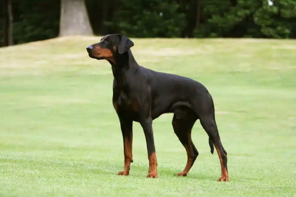 Dobermann Züchter mit Welpen Schweiz