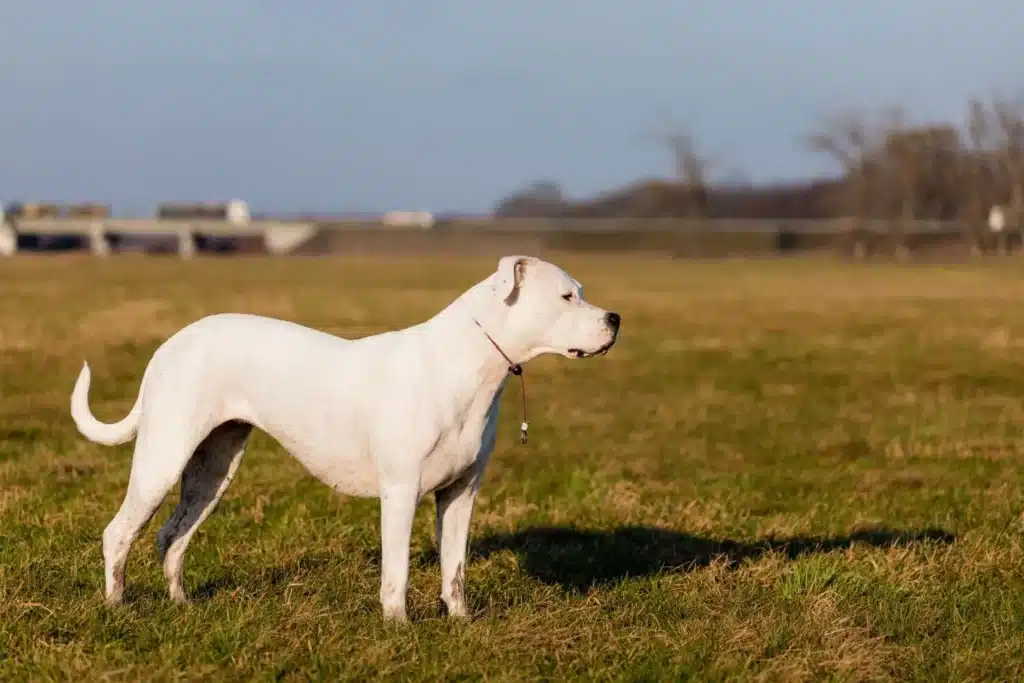 Dogo Argentino Züchter mit Welpen Hamburg