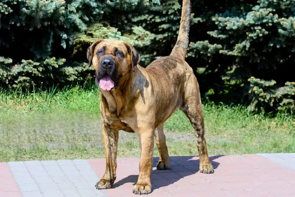 Dogo Canario Züchter mit Welpen Saarland