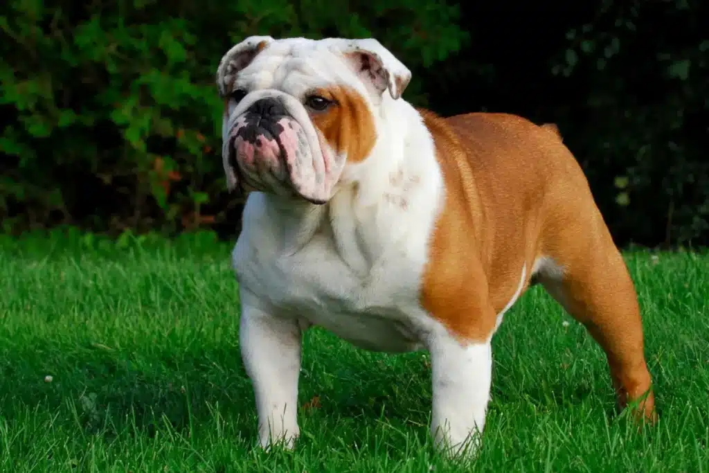 Englische Bulldogge Züchter mit Welpen Hamburg