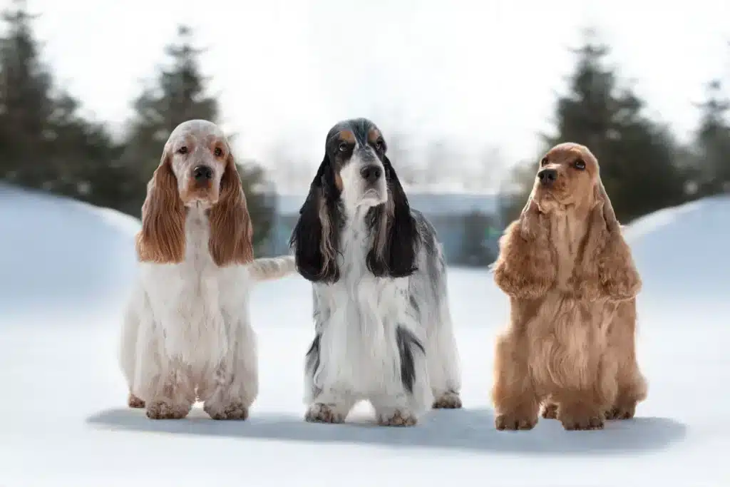 English Cocker Spaniel Züchter mit Welpen Hessen