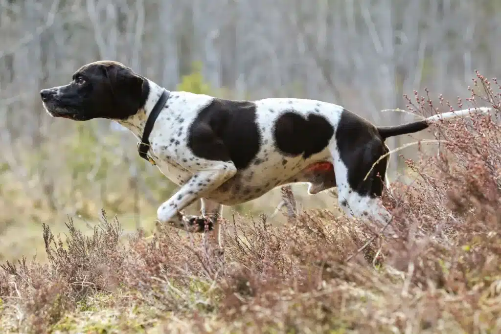 English Pointer Züchter mit Welpen Saarland