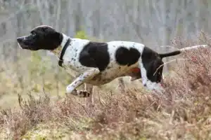 Read more about the article English Pointer Züchter