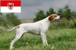 Read more about the article English Pointer Züchter und Welpen in Brandenburg