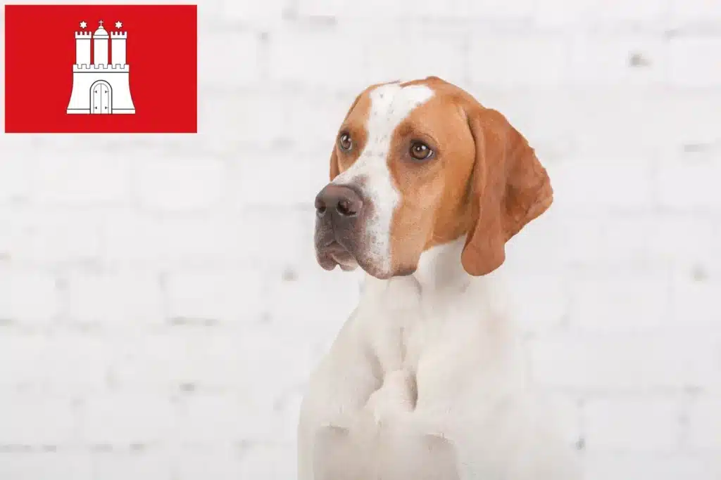 English Pointer Züchter mit Welpen Hamburg