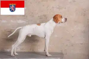 Read more about the article English Pointer Züchter und Welpen in Hessen