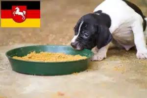 Read more about the article English Pointer Züchter und Welpen in Niedersachsen