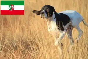 Read more about the article English Pointer Züchter und Welpen in Nordrhein-Westfalen