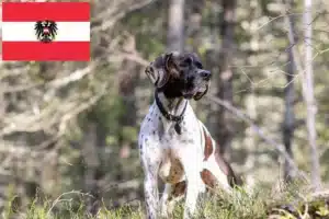 Read more about the article English Pointer Züchter und Welpen in Österreich