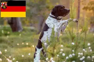 Read more about the article English Pointer Züchter und Welpen in Rheinland-Pfalz