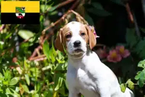 Read more about the article English Pointer Züchter und Welpen in Sachsen-Anhalt