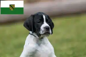 Read more about the article English Pointer Züchter und Welpen in Sachsen