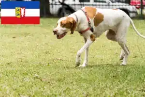 Read more about the article English Pointer Züchter und Welpen in Schleswig-Holstein