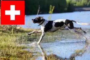 Read more about the article English Pointer Züchter und Welpen in der Schweiz