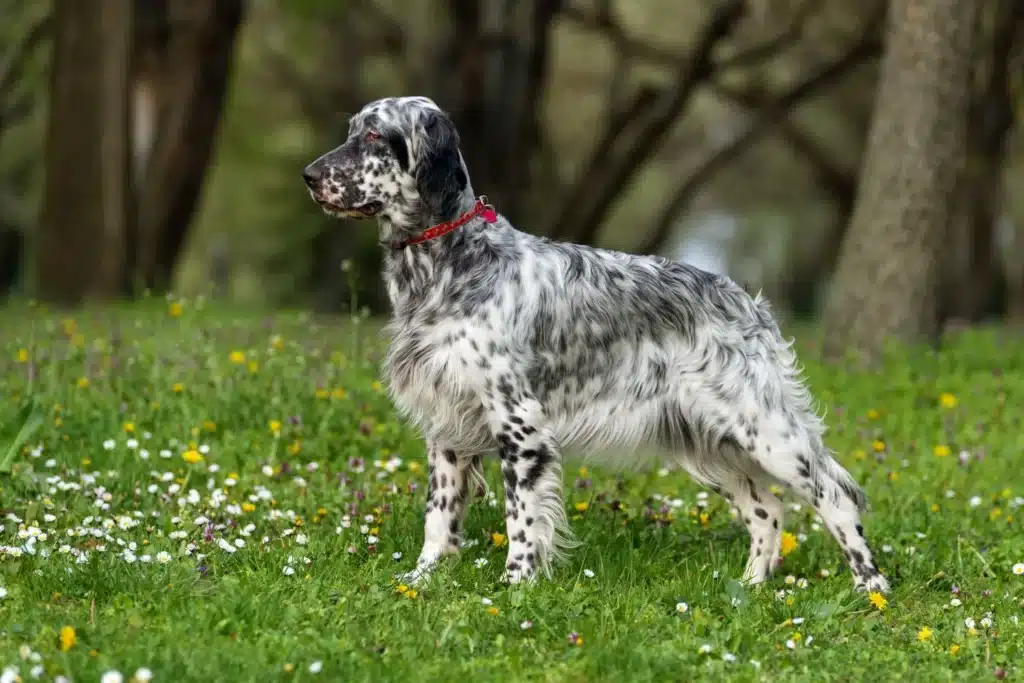 English Setter Züchter mit Welpen Berlin