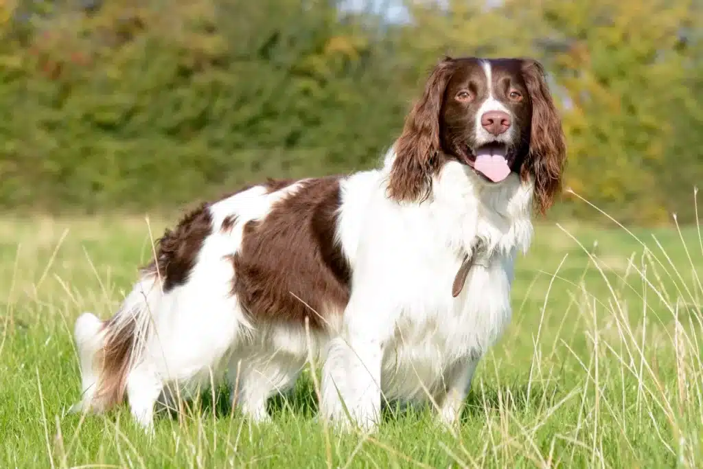 English Springer Spaniel Züchter mit Welpen Berlin