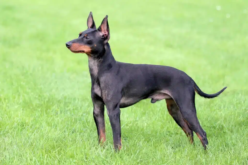 English Toy Terrier Züchter mit Welpen Schweiz